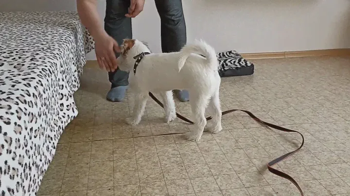 Приучение к снаряжению.