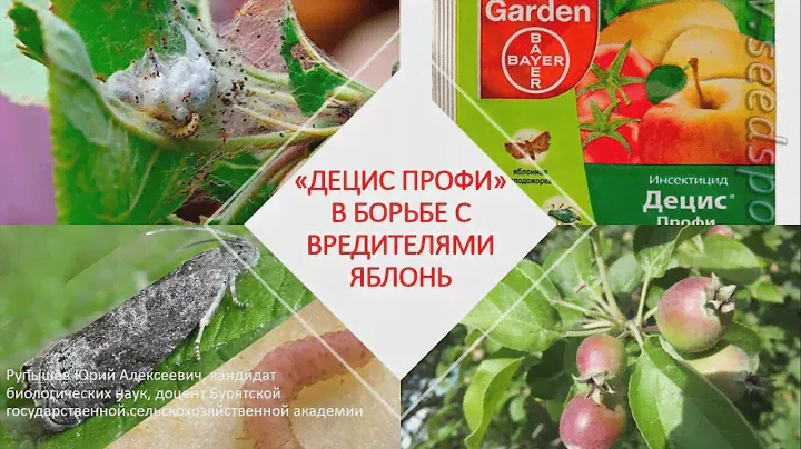 "ДЕЦИС ПРОФИ" В БОРЬБЕ С ВРЕДИТЕЛЯМИ ЯБЛОНЬ