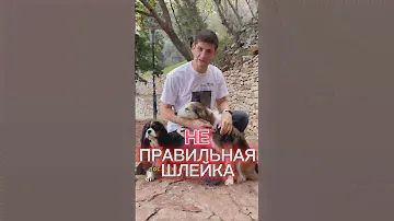 На какой амуниции гуляете вы?) В ошейнике, анатомической шлейке или другой??)