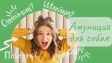 Ошейник? Шлейка? Поводок или рулетка? Амуниция для собак