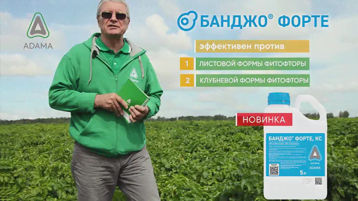 В чем уникальность фунгицида БАНДЖО® ФОРТЕ в защите картофеля от фитофтороза?